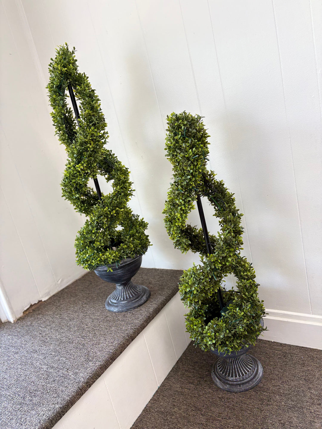 Topiary Rentals Rental- Boxwood Topiary – Seasons Inspirations